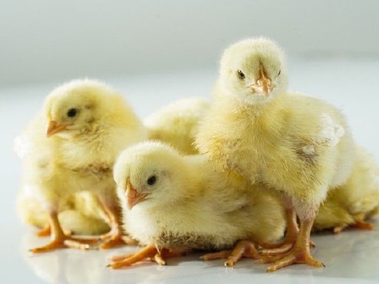 春雪食品顶着亏损扩张：调理品销量下滑产能消化问题待解 负债高企偿债压力大